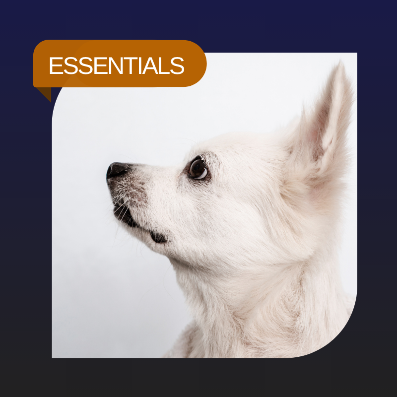 Guardian Essentials